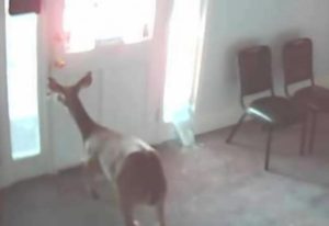 deer-bursts-through-window-of-computer-repair-shop