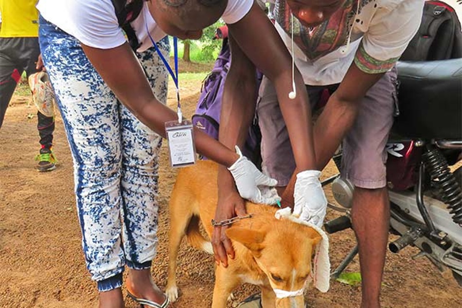 Ashanti region records 11 rabies cases in 2023 - Veterinary Service ...